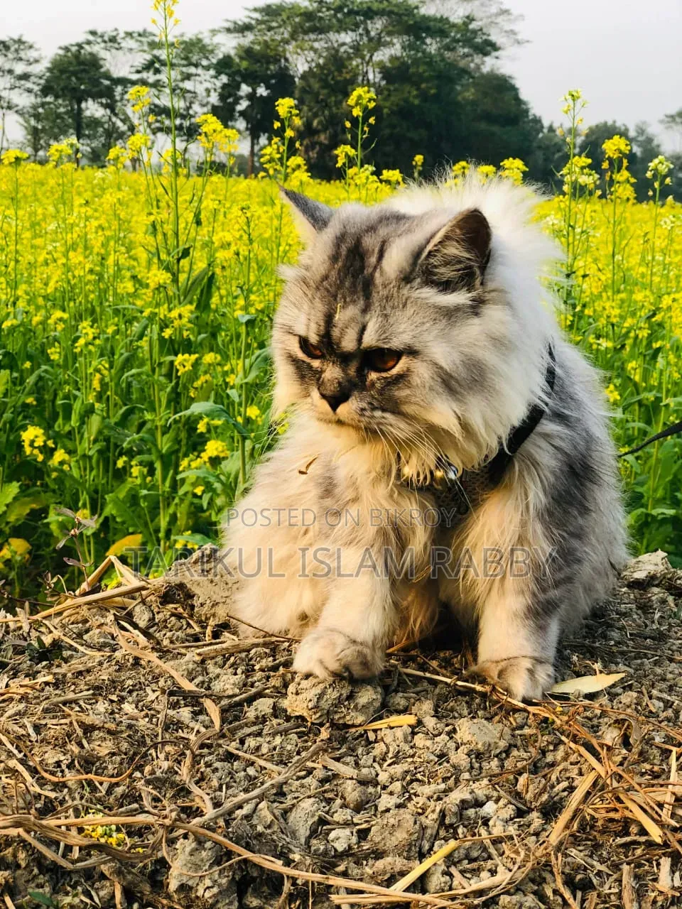 1+ Year Male Purebred Persian