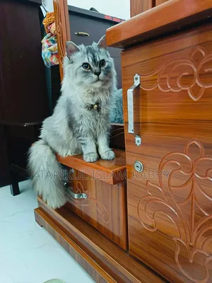 1+ Year Male Purebred Persian
