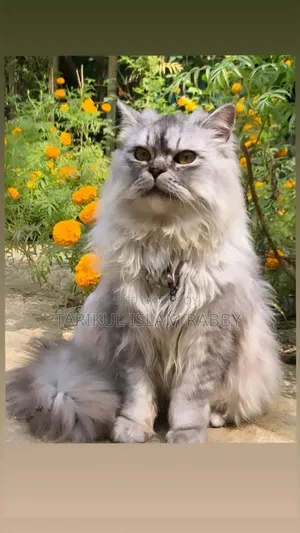 1+ Year Male Purebred Persian