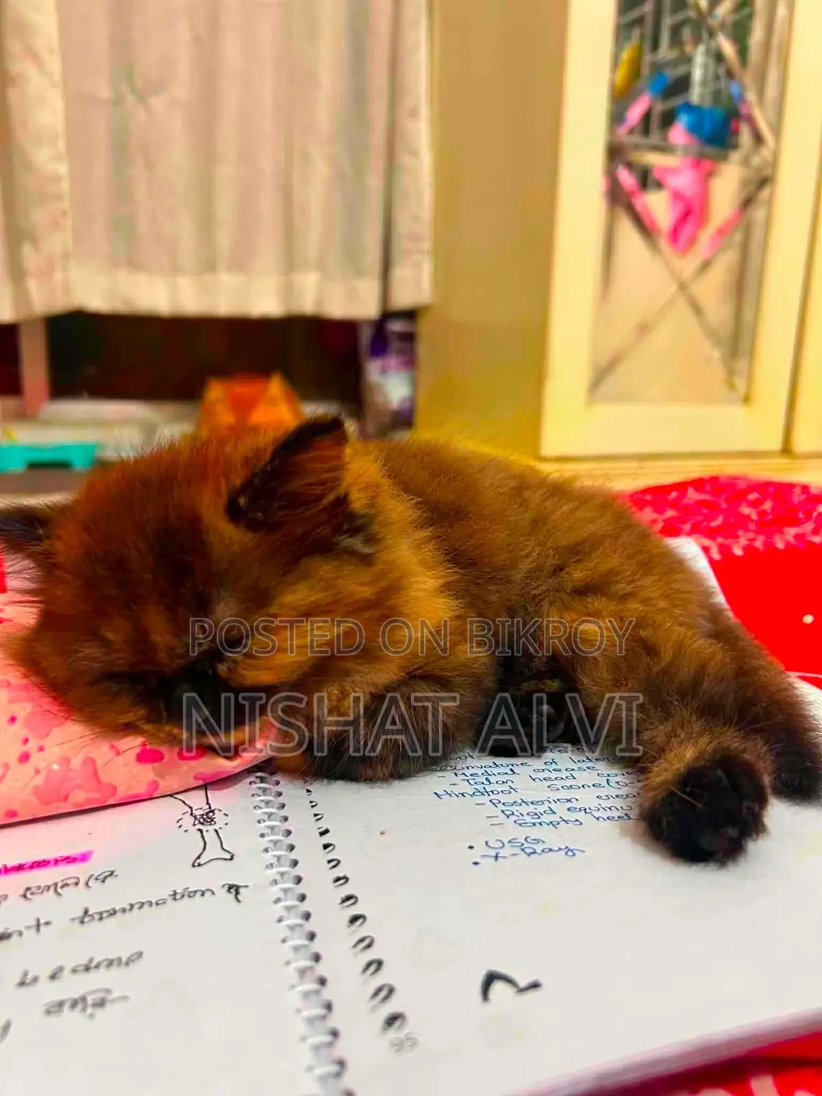 ৩-৬ মাস বয়সী স্ত্রী বিশুদ্ধ পার্সিয়ান বিড়াল