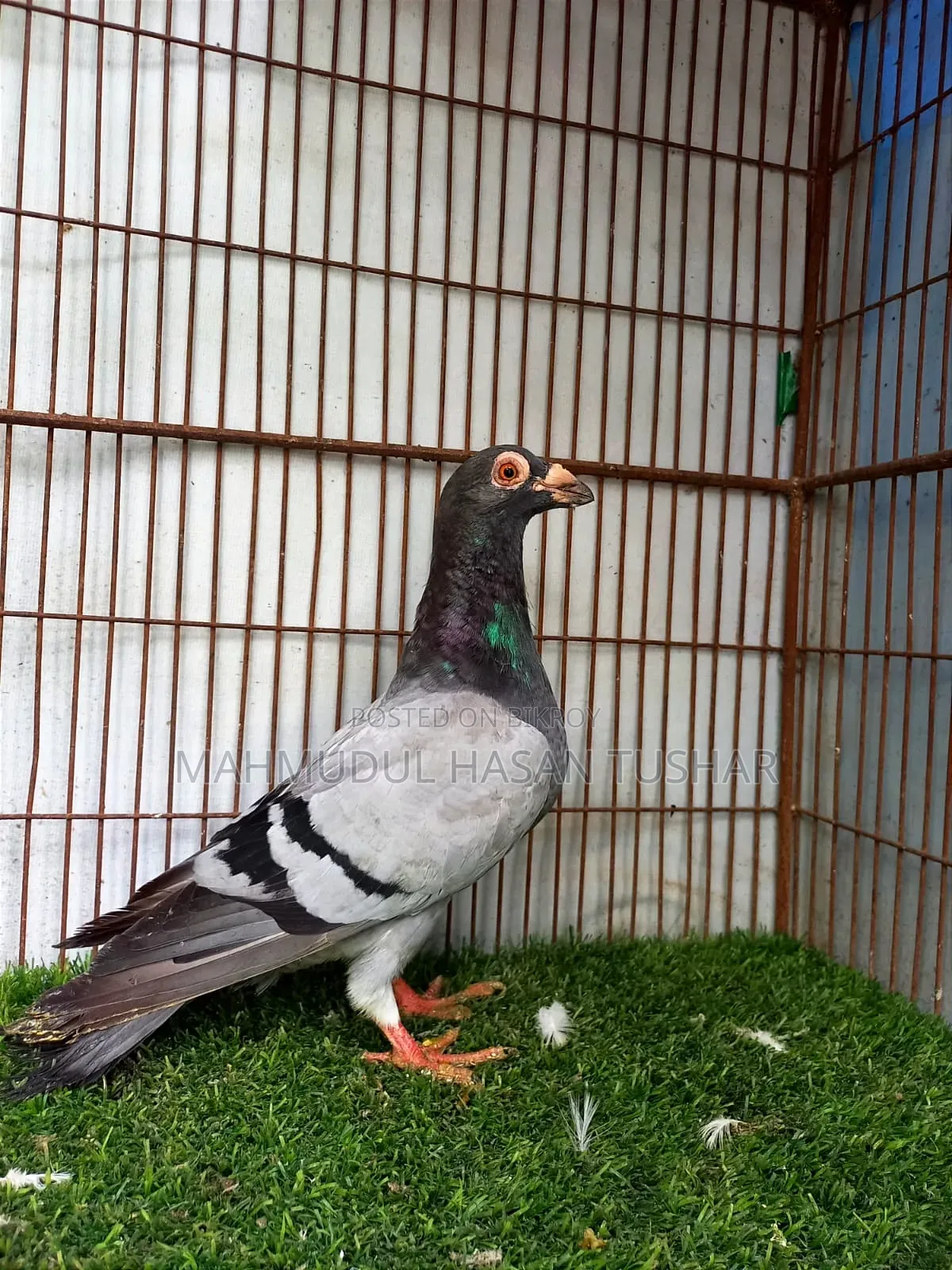 ড্রাগুন হোমা পুরুষ