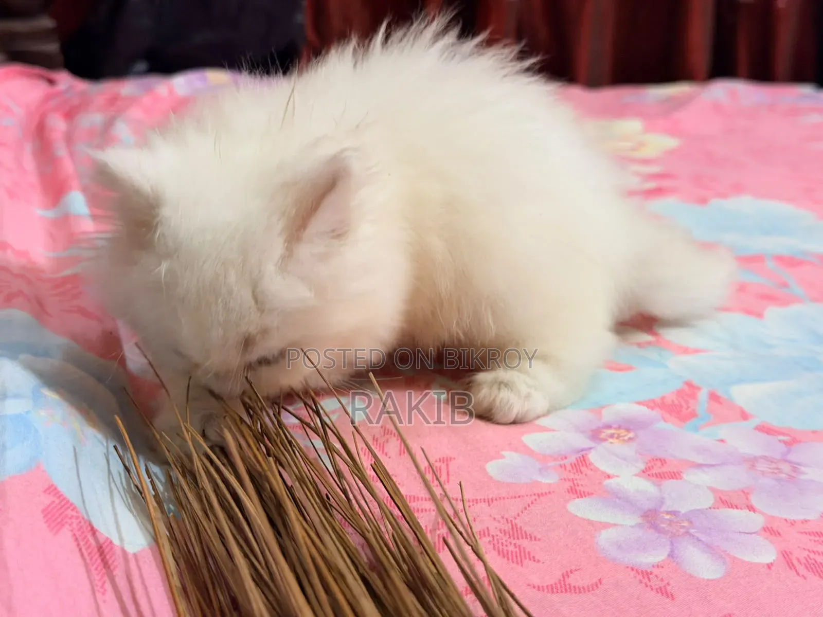1-3 Months Female Purebred Persian