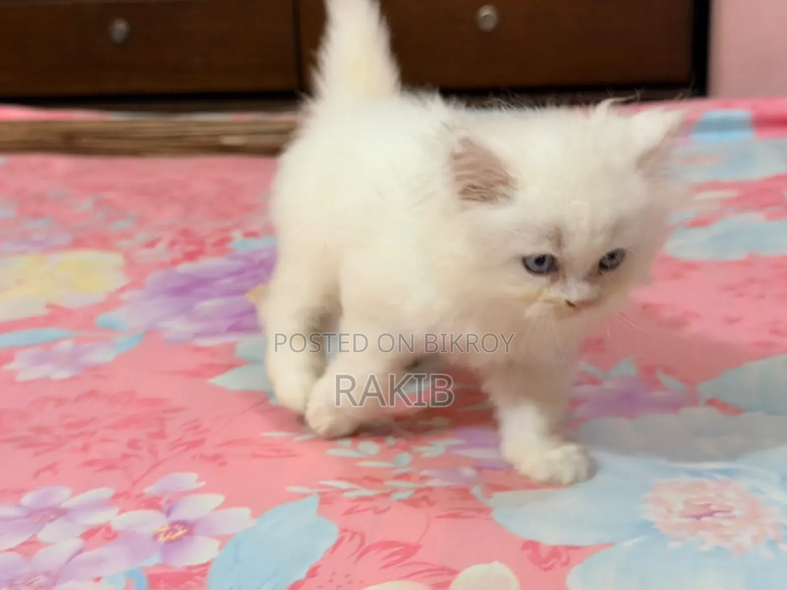 1-3 Months Female Purebred Persian