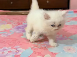 1-3 Months Female Purebred Persian