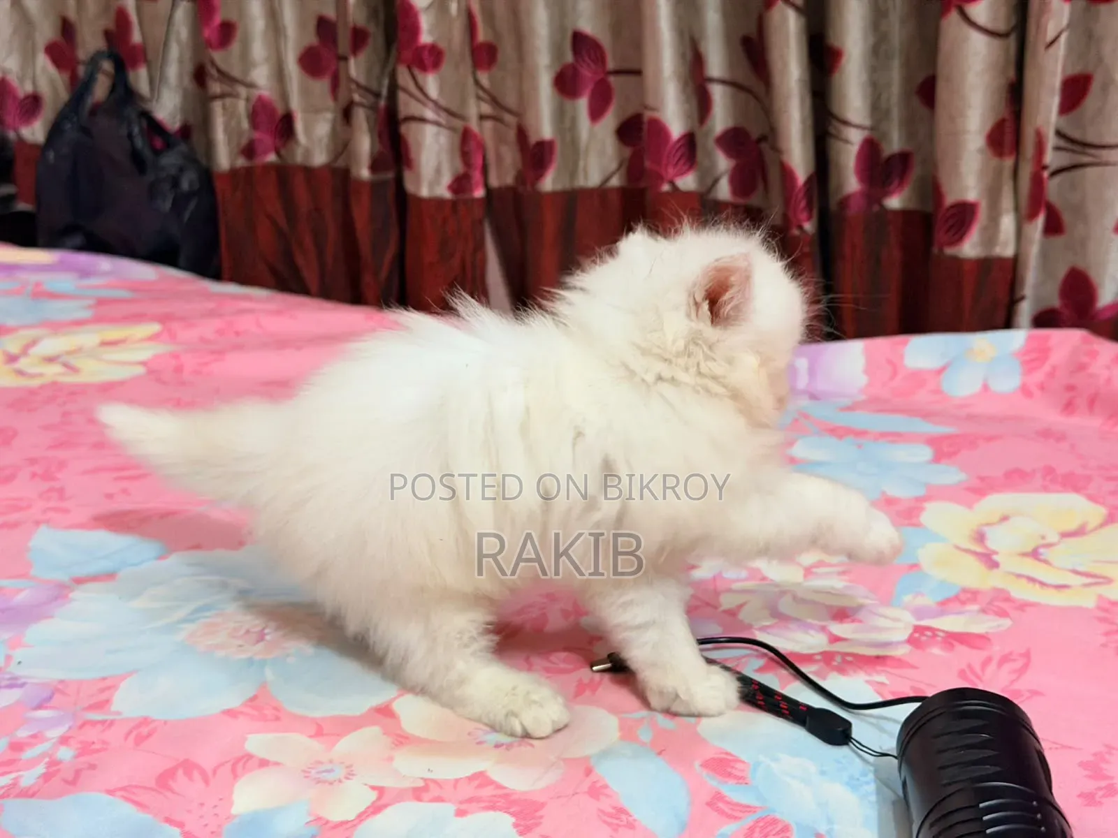 1-3 Months Female Purebred Persian