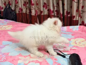 1-3 Months Female Purebred Persian