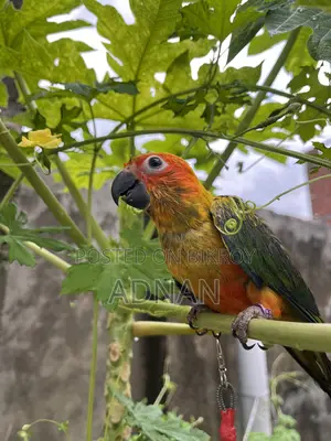Tame Sun Conure