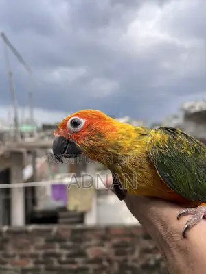 Tame Sun Conure