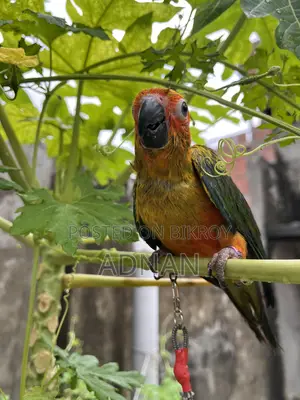 Tame Sun Conure