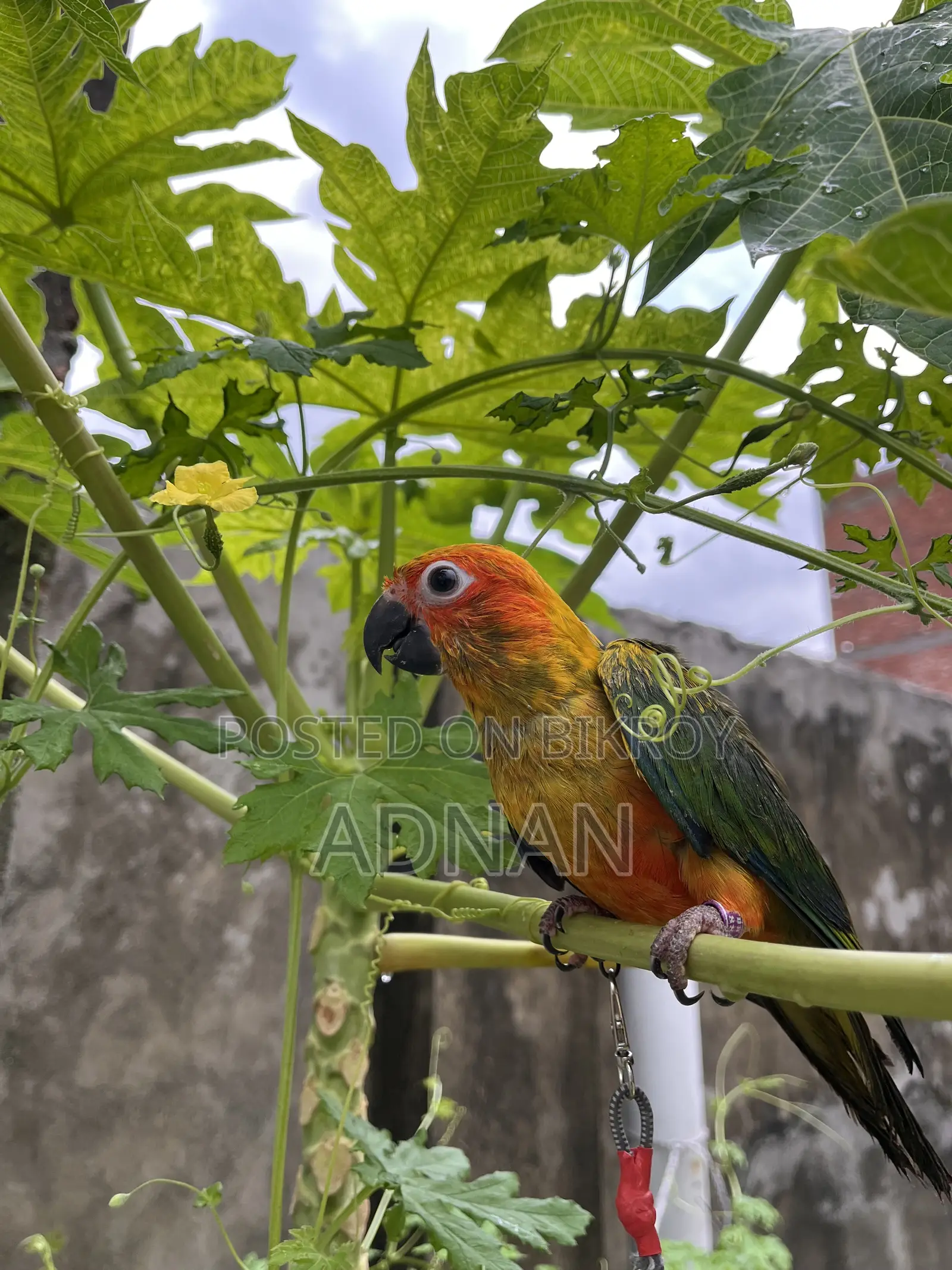 Tame Sun Conure