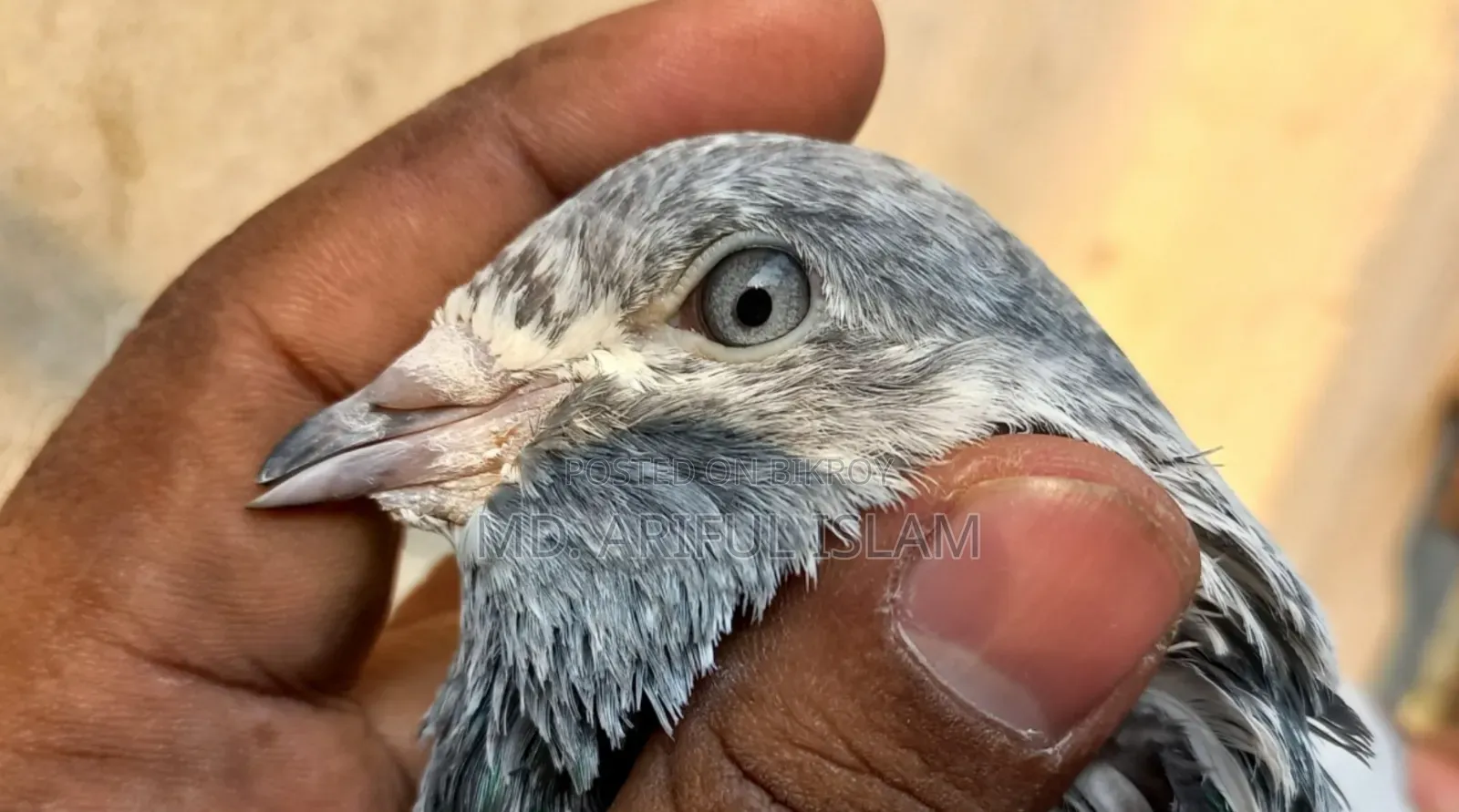 পাংখি - ঝুমা কাটা মনি