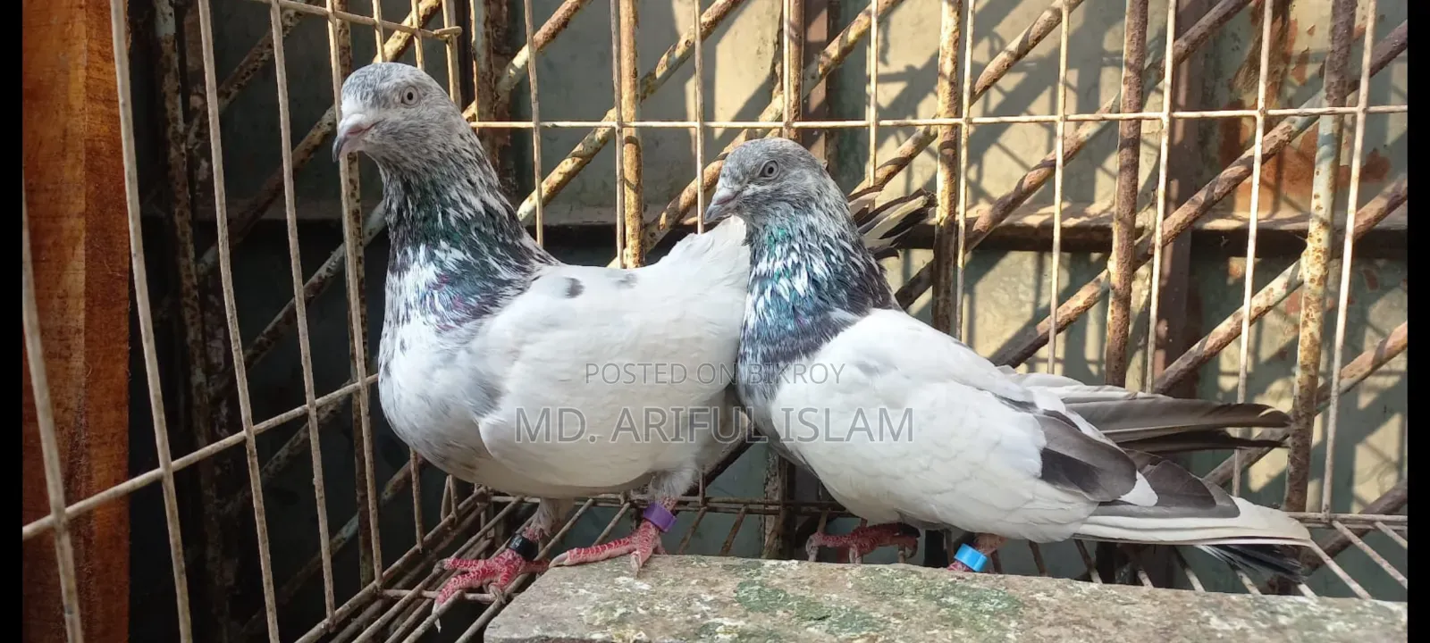 পাংখি - ঝুমা কাটা মনি