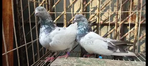 পাংখি - ঝুমা কাটা মনি