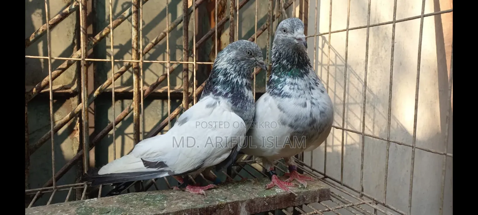 পাংখি - ঝুমা কাটা মনি
