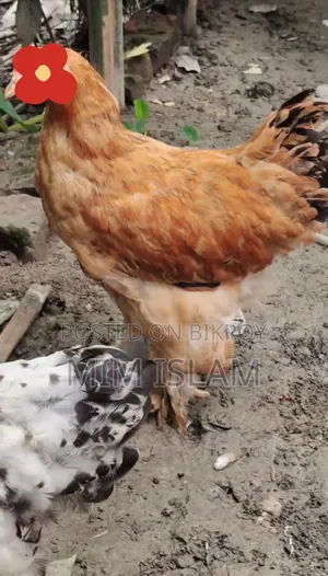 বাফ ব্রাহমা সেল হবে