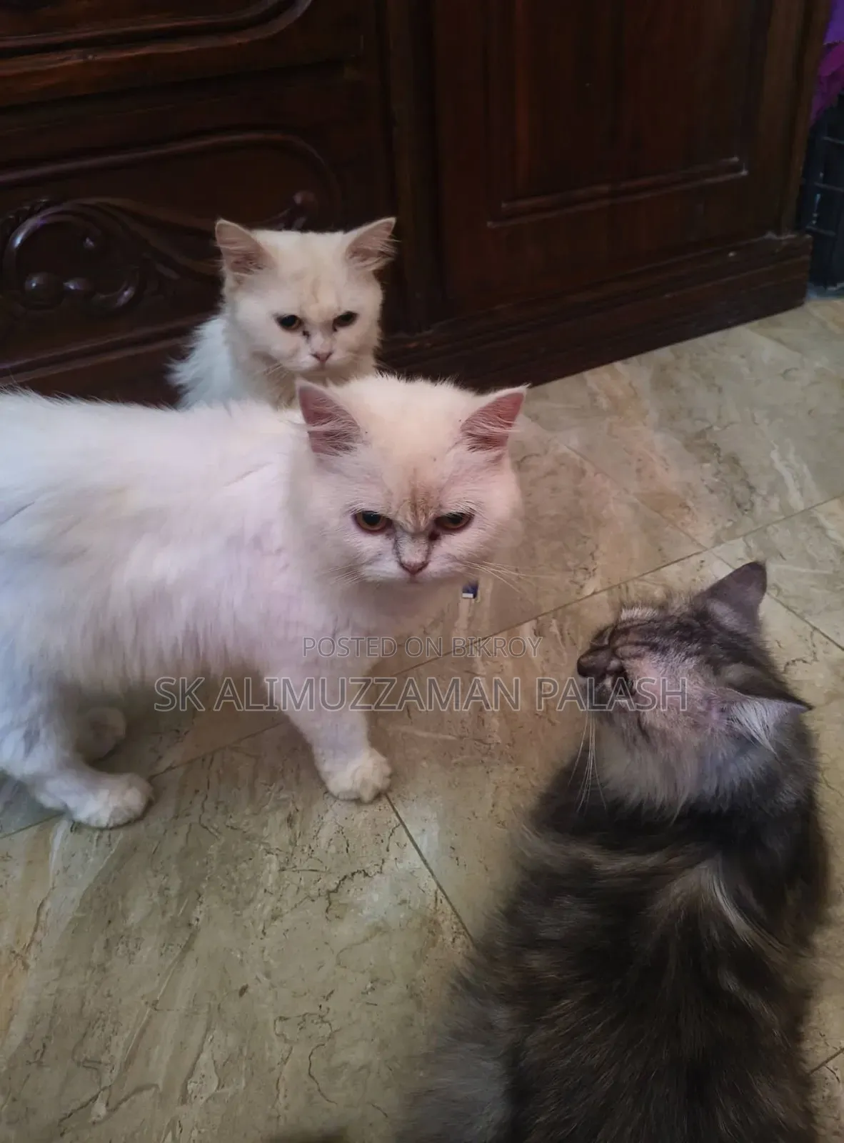 1+ year Male Purebred Persian