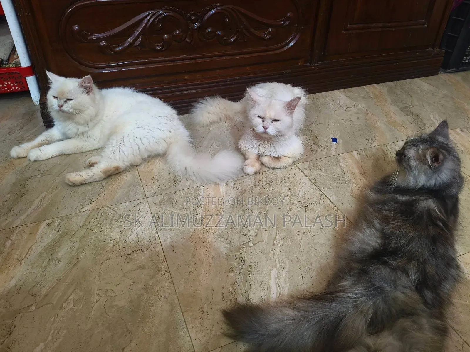 1+ year Male Purebred Persian