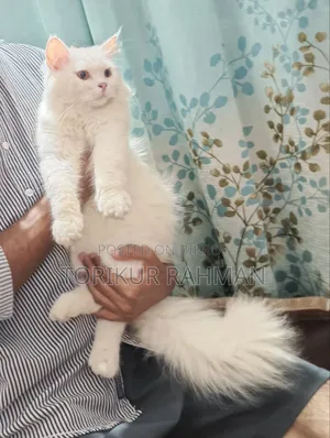 6-12 Months Male Purebred Persian Cat