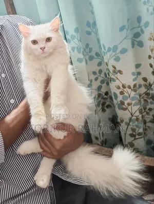6-12 Months Male Purebred Persian Cat