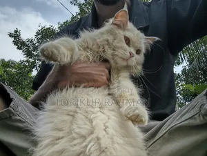 6-12 Months Male Purebred Persian Cat