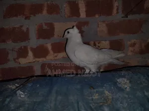 কবর দেখতে অনেক ভালো আছে একদম ফুল ফ্রেশ আছে
