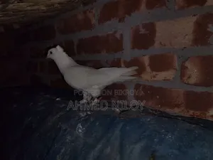 কবর দেখতে অনেক ভালো আছে একদম ফুল ফ্রেশ আছে