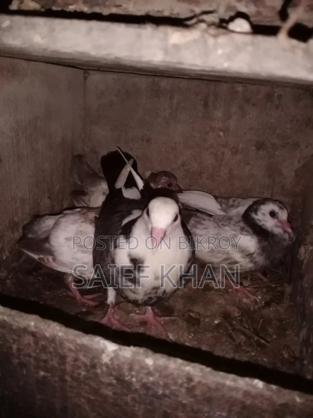 Pigeon chicks