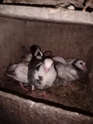 Pigeon chicks