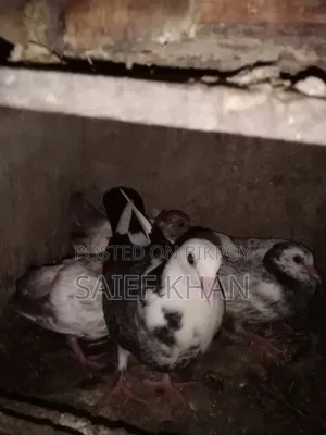 Pigeon chicks