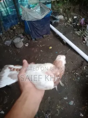 Pigeon chicks