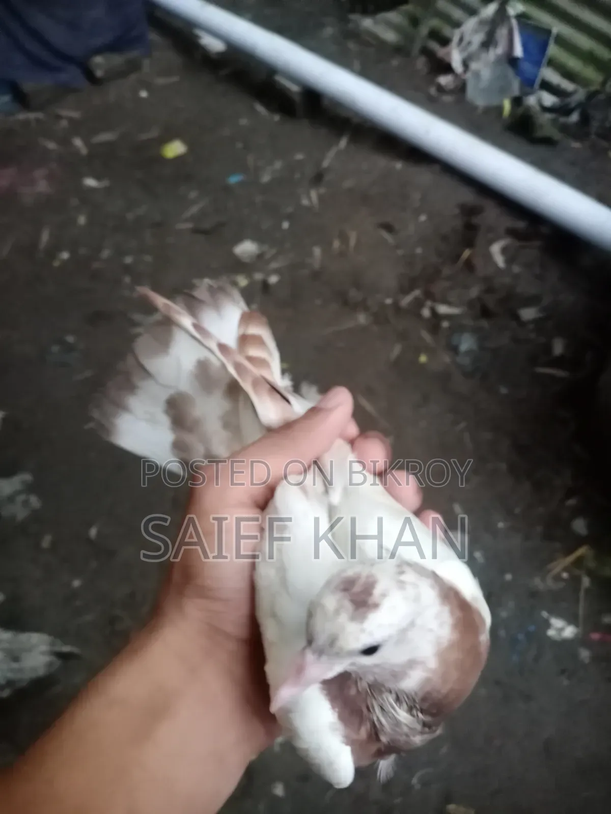 Pigeon chicks