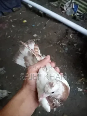 Pigeon chicks