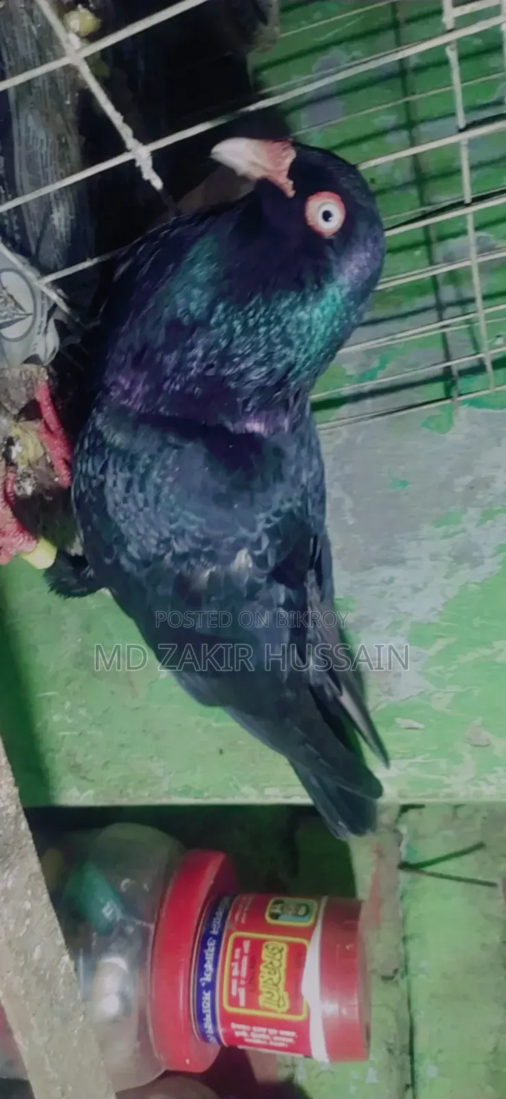 কবুতর বিক্রি হবে