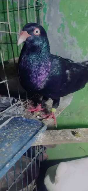 কবুতর বিক্রি হবে