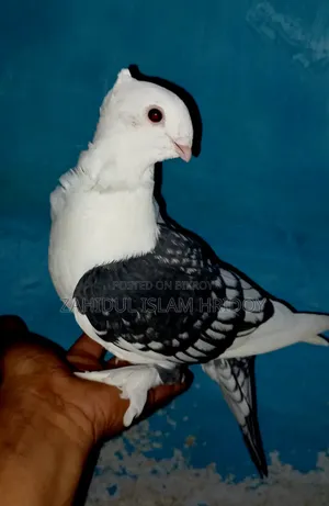 শার্টিন কবুতর (নর আটপুর, মাদি সাতপুর) পেয়ার কনফার্ম।