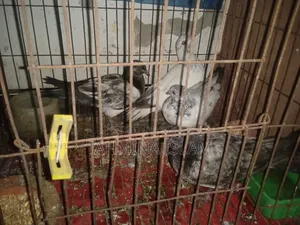 Very good baby Giribaz pigeons, will lay eggs soon