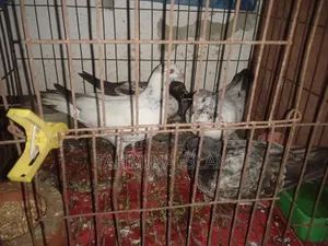 Very good baby Giribaz pigeons, will lay eggs soon