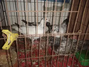 খুব ভালো কিছুটা বলা যায় কিছুদিন পরে ডিম পারবে বেবি গিরিবাজ কবুতর