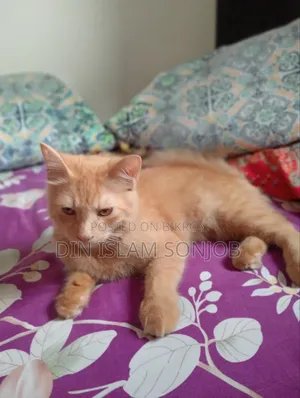 3-6 Months Female Mixed Breed Persian