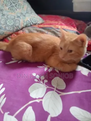 3-6 Months Female Mixed Breed Persian