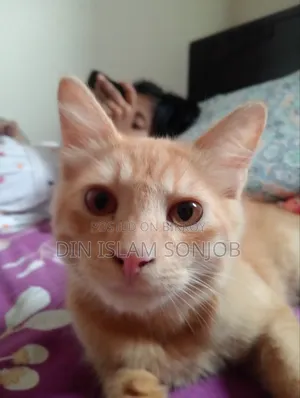 3-6 Months Female Mixed Breed Persian
