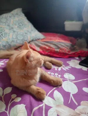 3-6 Months Female Mixed Breed Persian