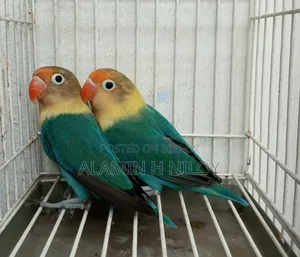 Parblue Fischer Split Opaline Split Ino