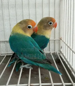 Parblue Fischer Split Opaline Split Ino