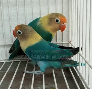 Parblue Fischer Split Opaline Split Ino