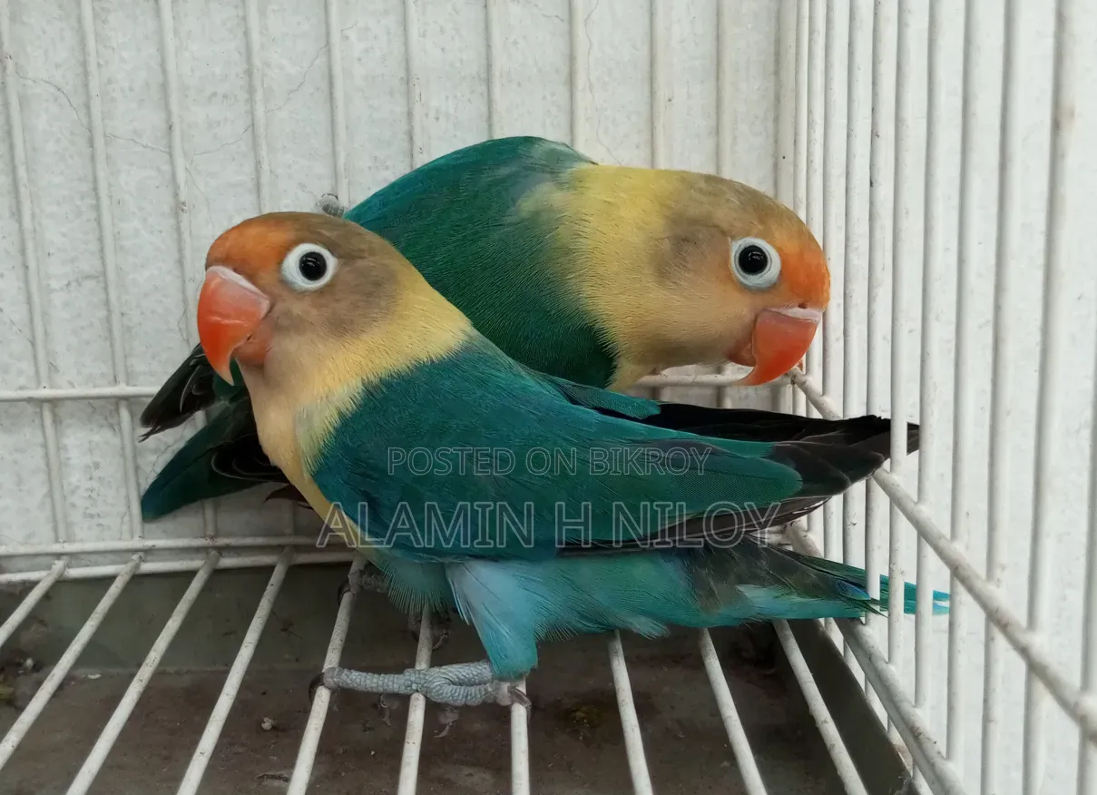 Parblue Fischer Split Opaline Split Ino
