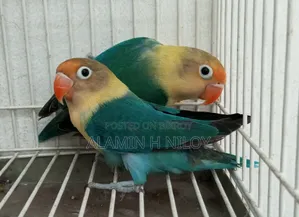 Parblue Fischer Split Opaline Split Ino