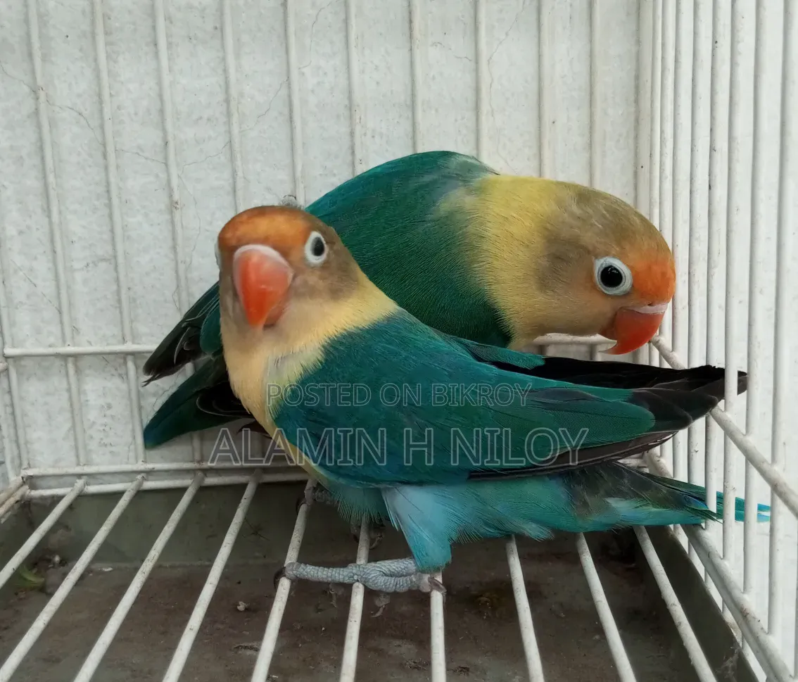 Parblue Fischer Split Opaline Split Ino
