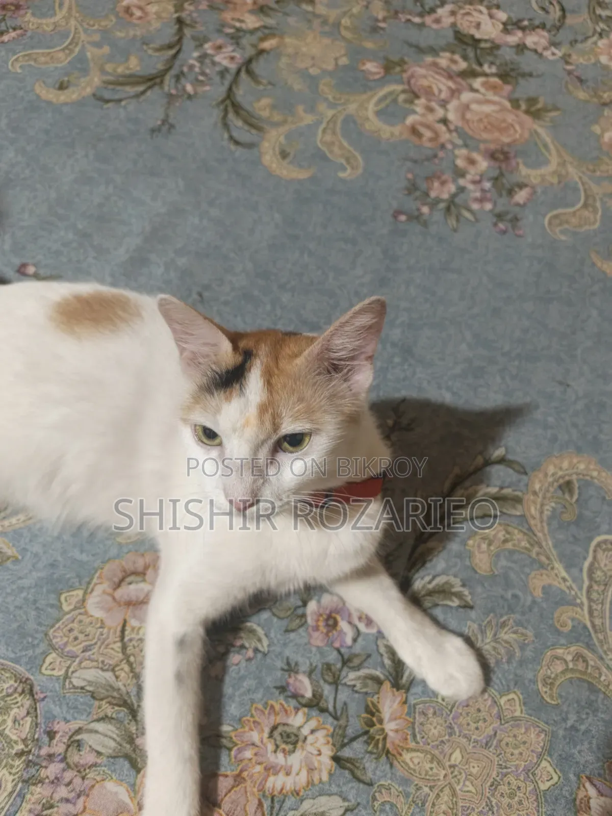 ৬-১২ মাস বয়সী মাদি মিক্সড ব্রিড পার্সিয়ান