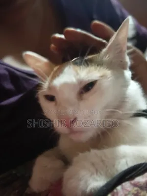 ৬-১২ মাস বয়সী মাদি মিক্সড ব্রিড পার্সিয়ান